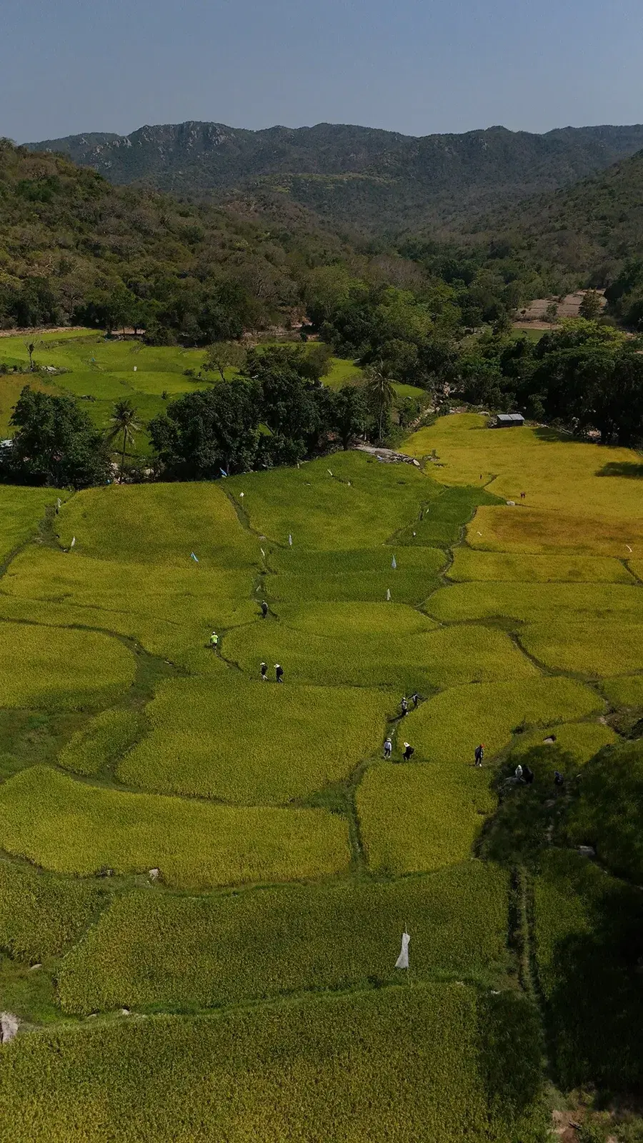 Ruộng lúa trên cung Thác 5 Tầng