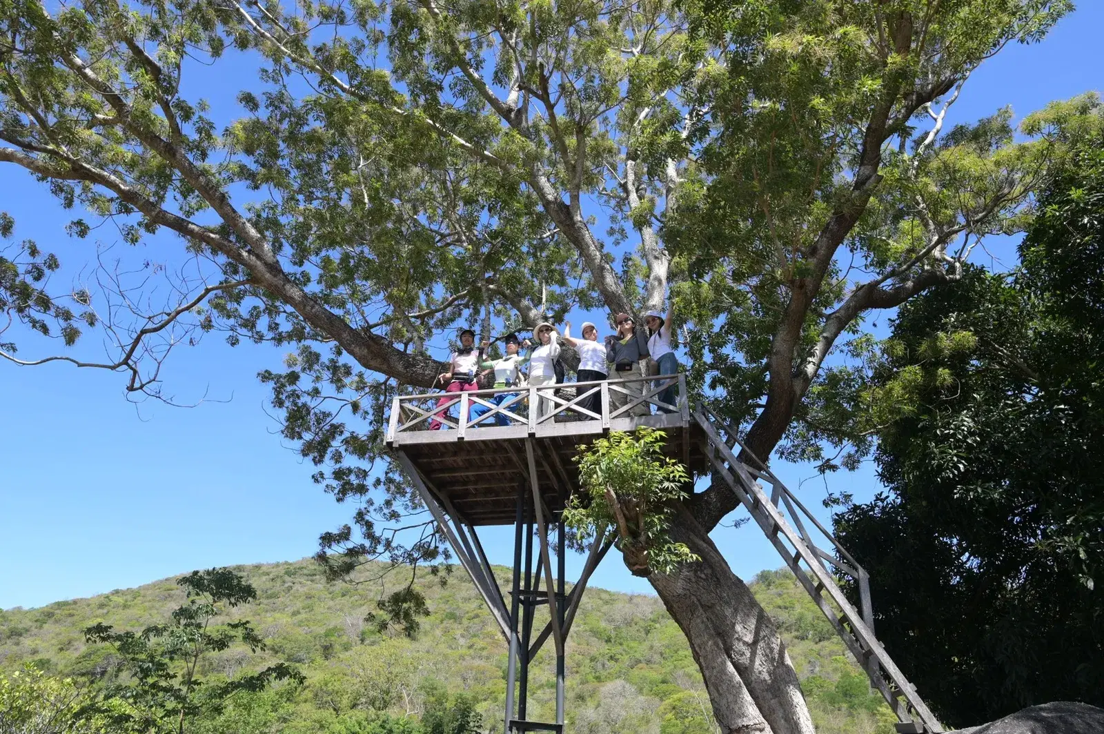 Nhà trên cây trên cung trekking